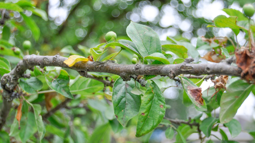 Malus 'Professor Sprenger' ветви