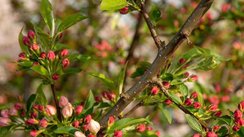 Malus 'Professor Sprenger' ветви