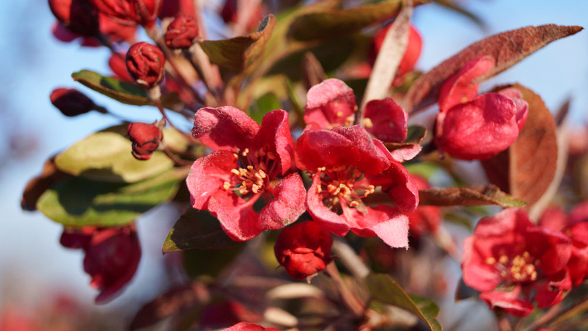 Malus 'Profusion' flowers