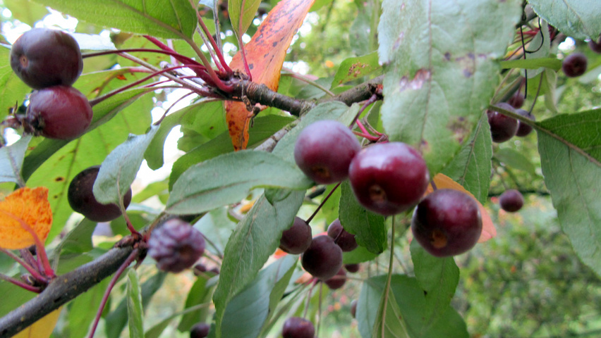 Malus 'Profusion' fruits