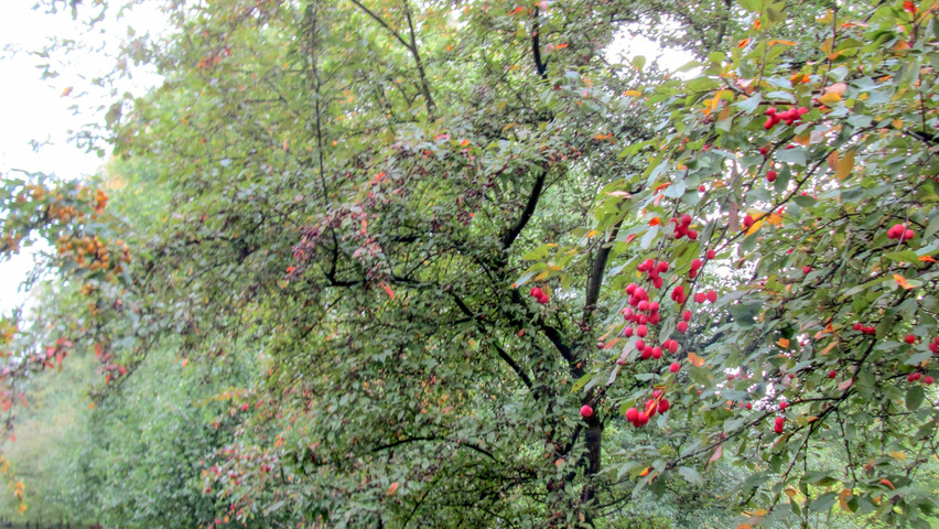 Malus 'Profusion' half-stem