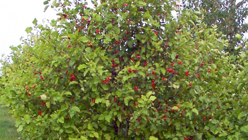 Malus 'Profusion' multi-stem