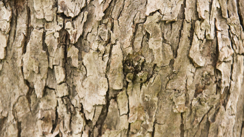 Malus 'Radiant' bark