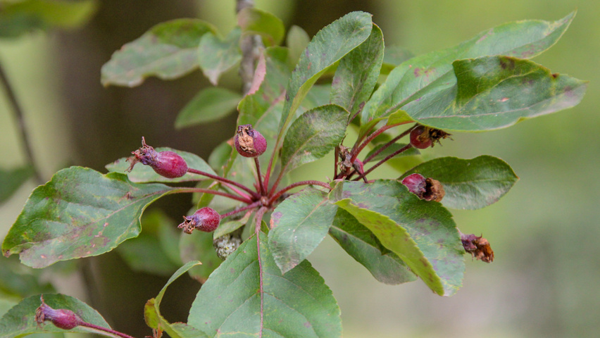 Malus 'Radiant' fruits