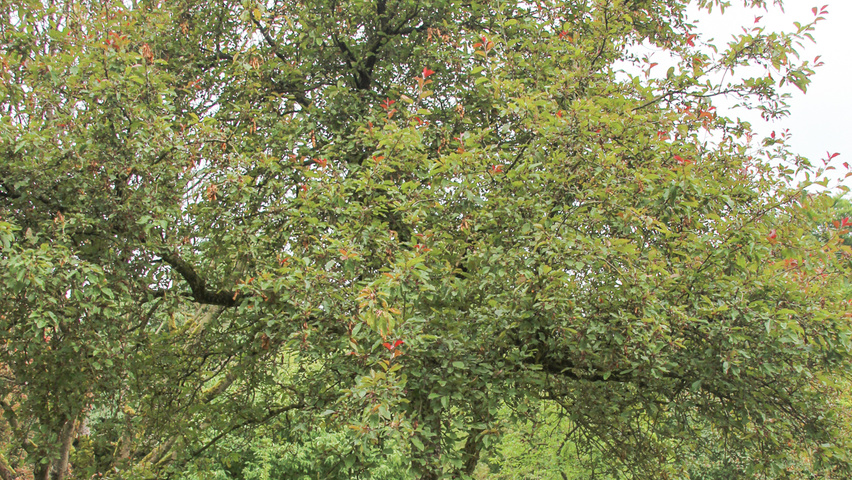 Malus 'Radiant' half-stem