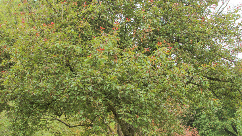 Malus 'Radiant' half-stem