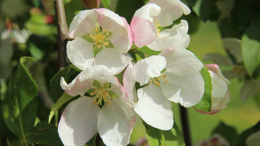 Malus 'Red Jade' flowers