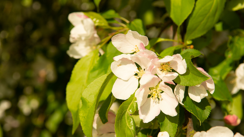 Malus 'Red Jade' flowers