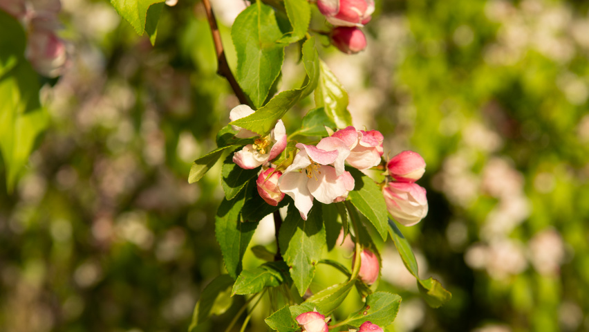 Malus 'Red Jade' flowers