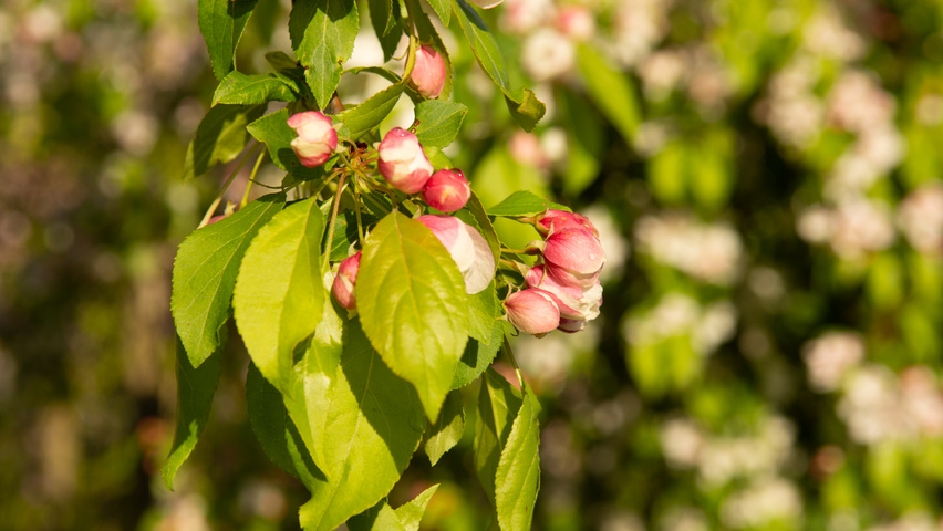 Malus 'Red Jade' flowers