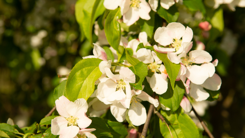 Malus 'Red Jade' flowers