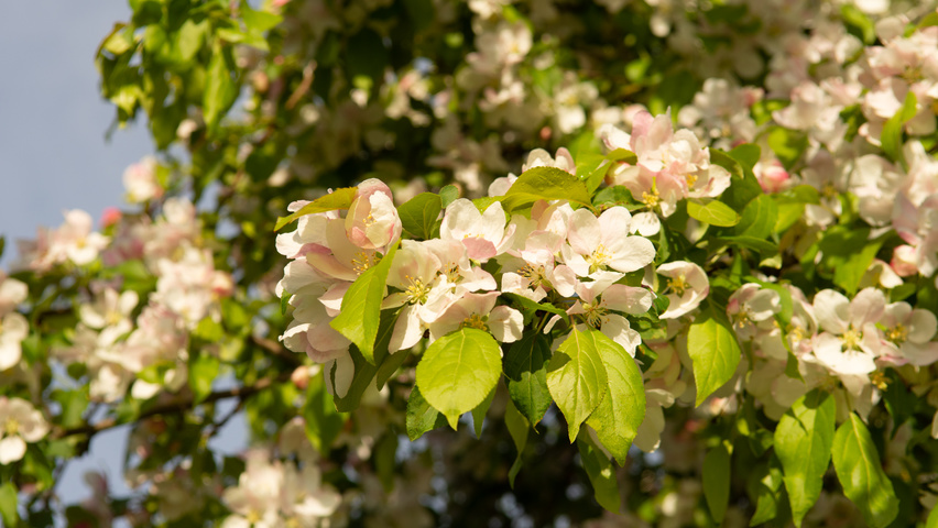 Malus 'Red Jade' flowers