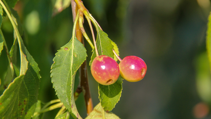 Malus 'Red Jade' fruits
