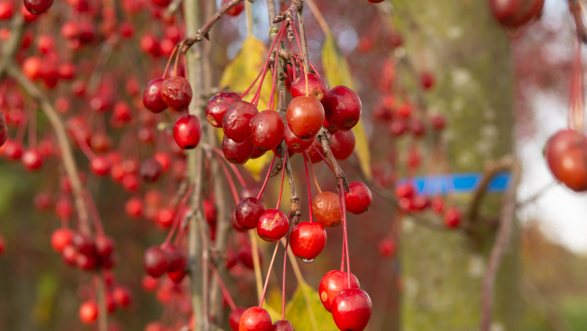 Malus 'Red Jade' fruits