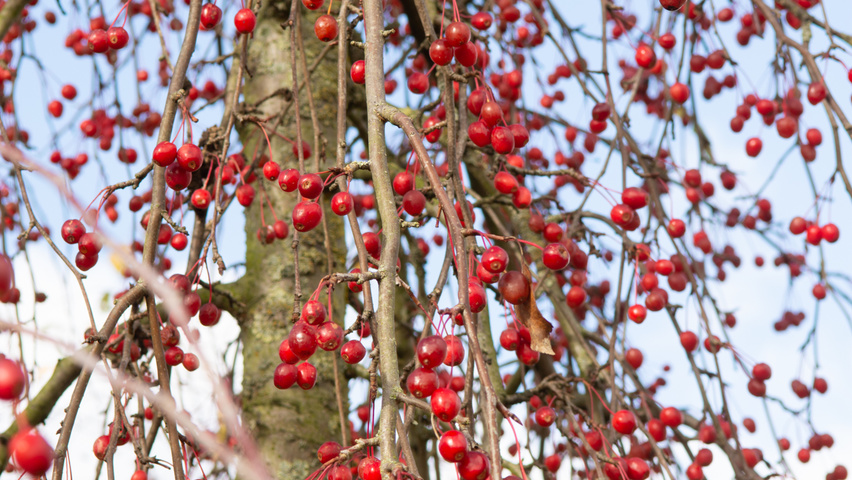Malus 'Red Jade' fruits