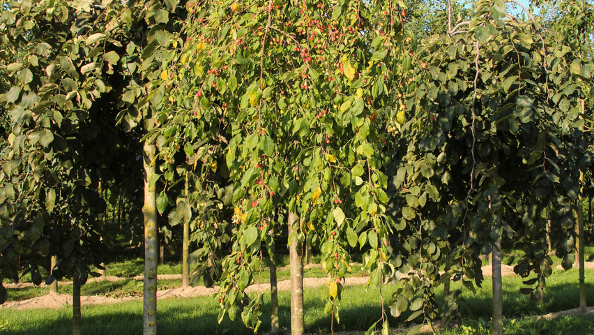 Malus 'Red Jade' standard tree
