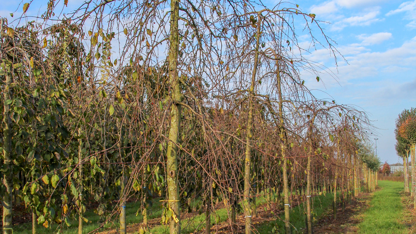 Malus 'Red Jade' standard tree