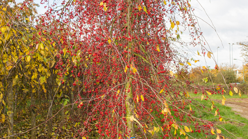Malus 'Red Jade' standard tree