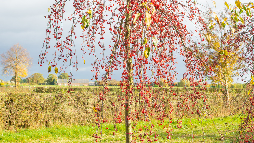 Malus 'Red Jade' standard tree
