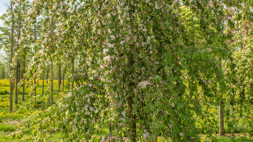 Malus 'Red Jade' standard tree
