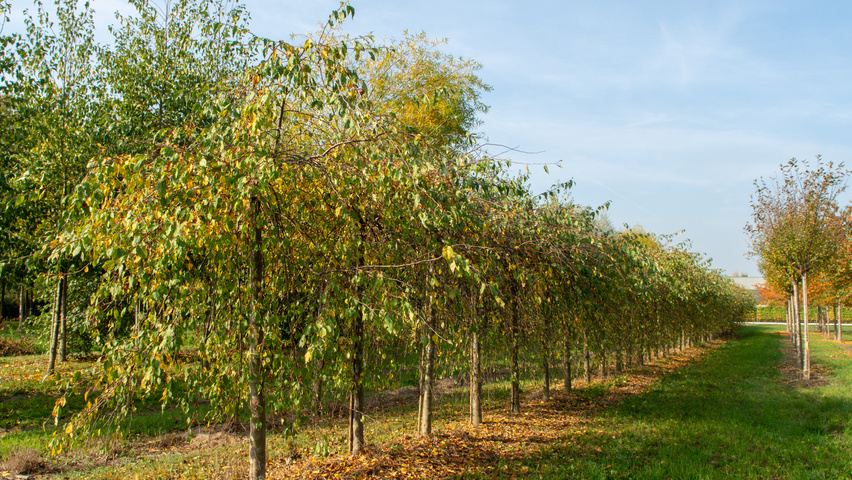 Malus 'Red Jade' standard tree