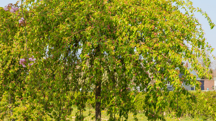 Malus 'Red Jade' standard tree