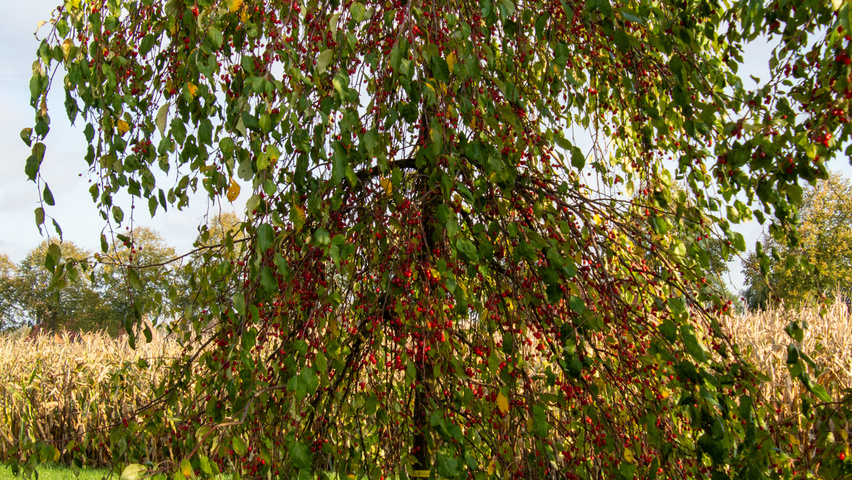 Malus 'Red Jade' standard tree