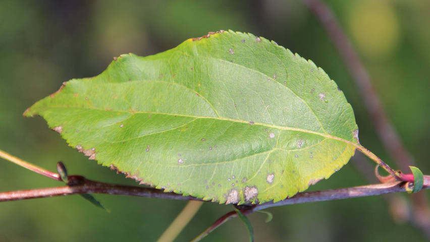 Malus 'Red Jade' leaves