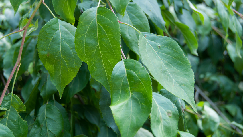 Malus 'Red Jade' leaves