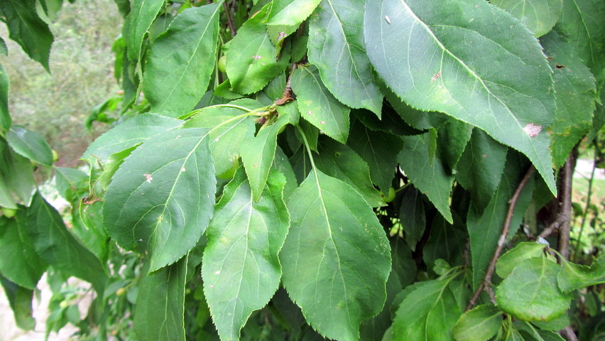Malus 'Red Jade' leaves