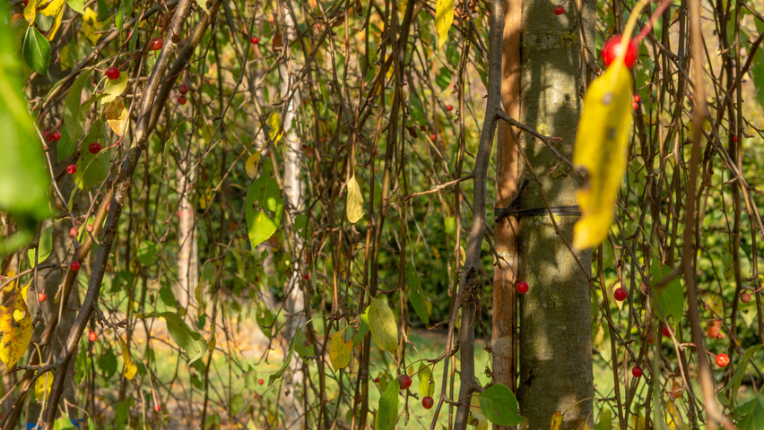 Malus 'Red Jade' twigs