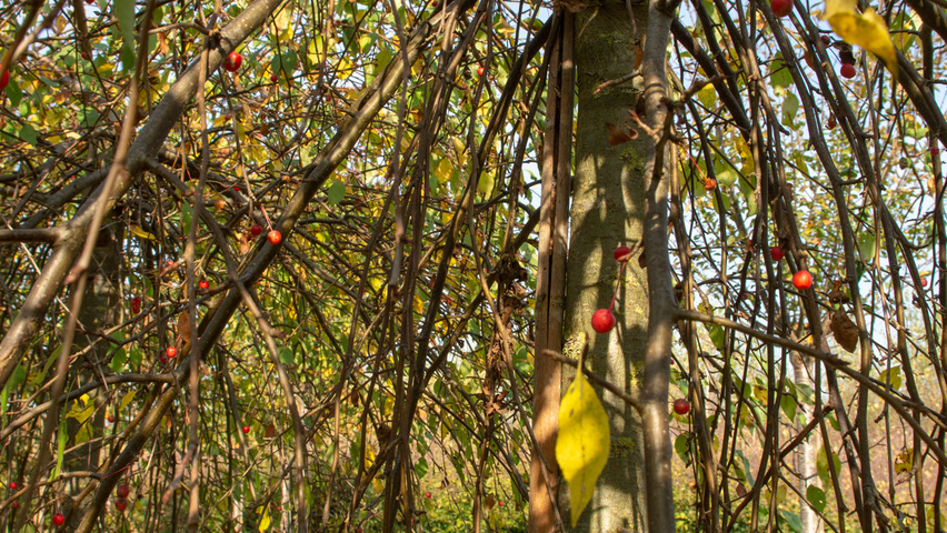 Malus 'Red Jade' twigs