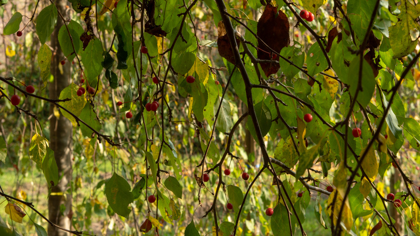 Malus 'Red Jade' twigs