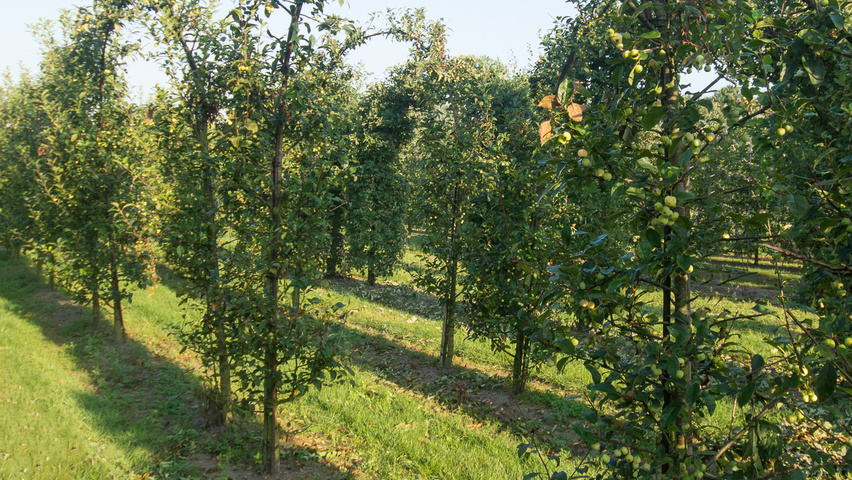 Malus 'Red Sentinel' berceau