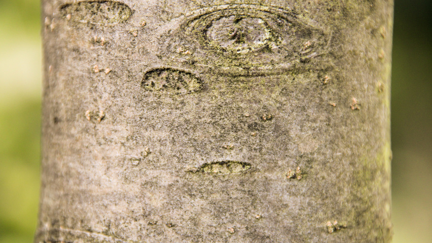 Malus 'Red Sentinel' tronc