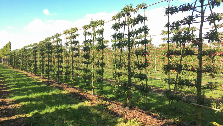 Malus 'Red Sentinel' espalier