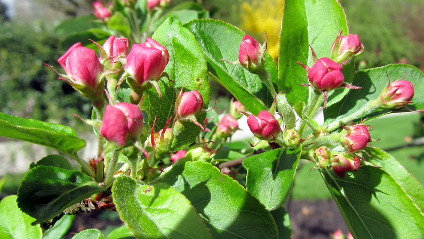 Malus 'Red Sentinel' fleurs