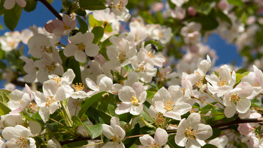 Malus 'Red Sentinel' fleurs