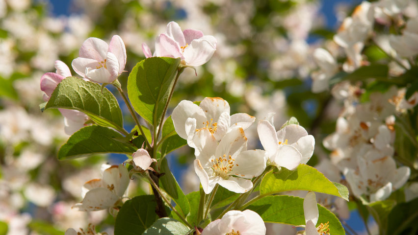 Malus 'Red Sentinel' fleurs