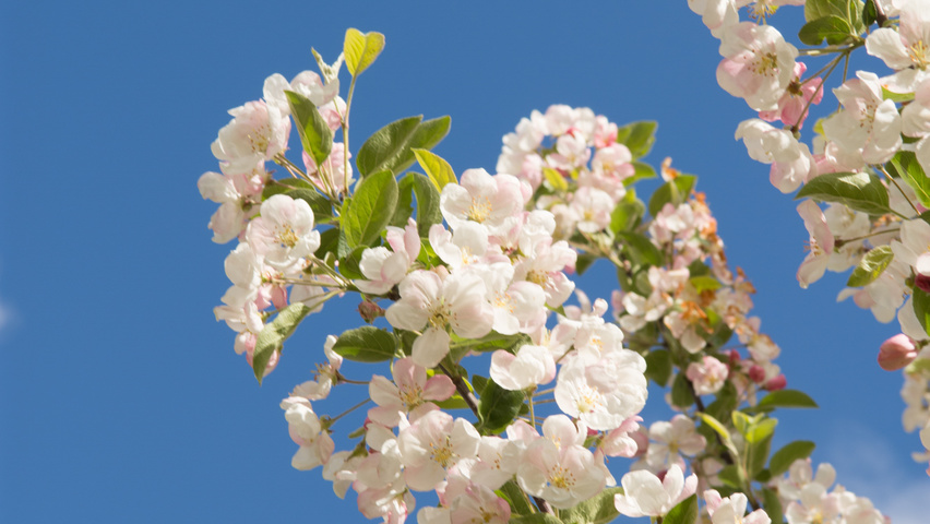 Malus 'Red Sentinel' fleurs