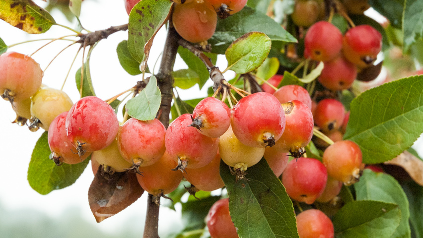 Malus 'Red Sentinel' fruits