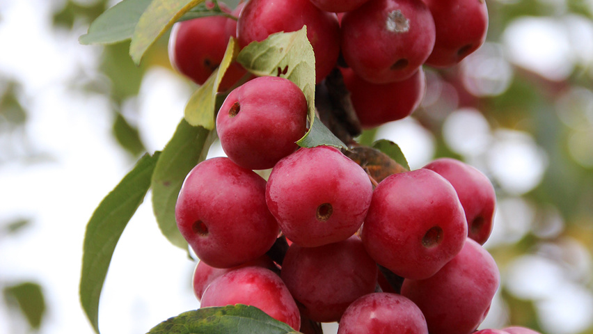 Malus 'Red Sentinel' fruits