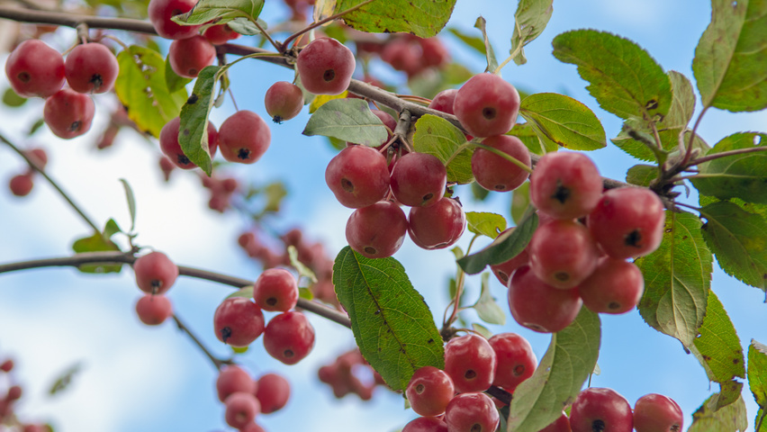 Malus 'Red Sentinel' fruits