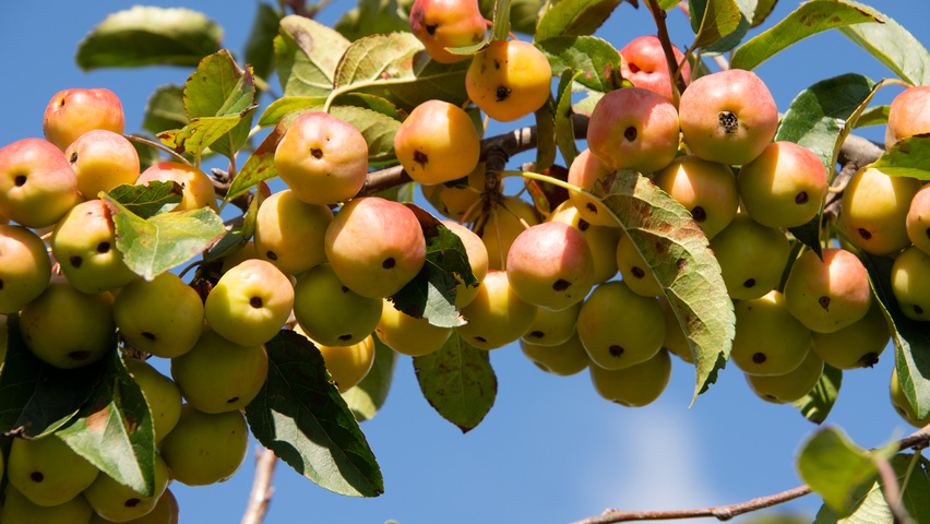Malus 'Red Sentinel' fruits