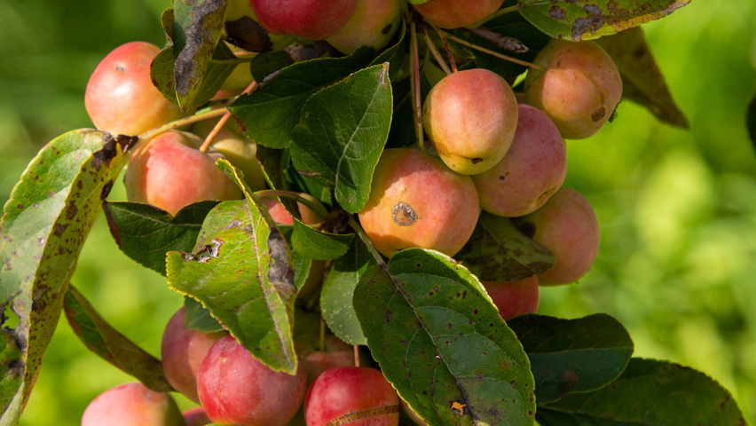 Malus 'Red Sentinel' fruits