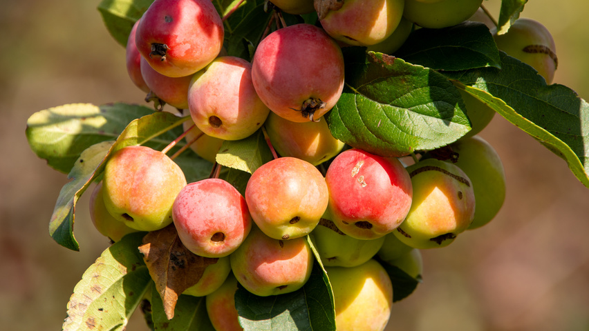 Malus 'Red Sentinel' fruits