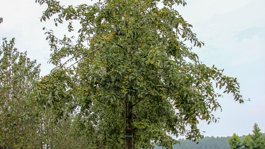Malus 'Red Sentinel' haute tige