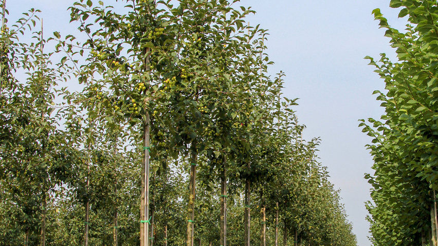 Malus 'Red Sentinel' haute tige