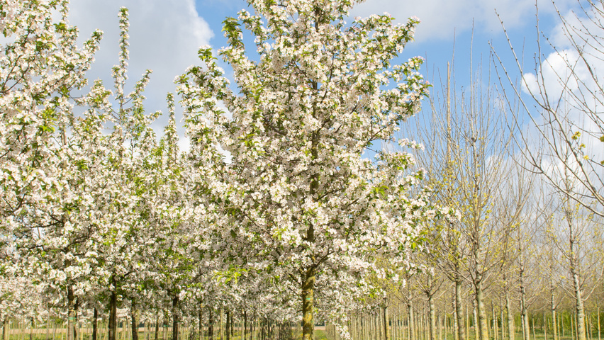 Malus 'Red Sentinel' haute tige