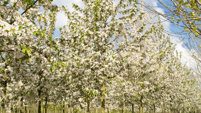Malus 'Red Sentinel' haute tige